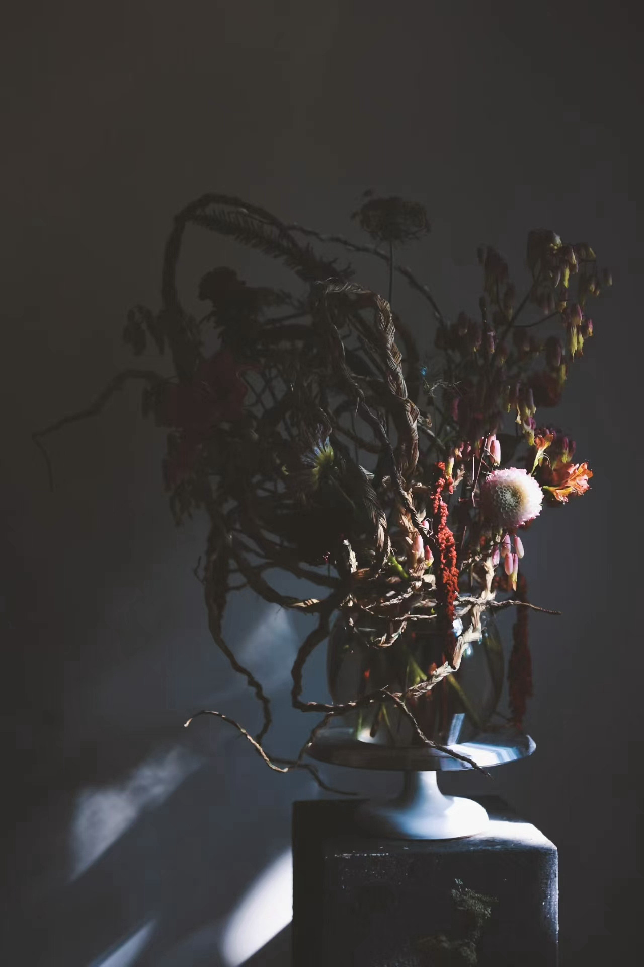 暗调环境中的植物构成作品