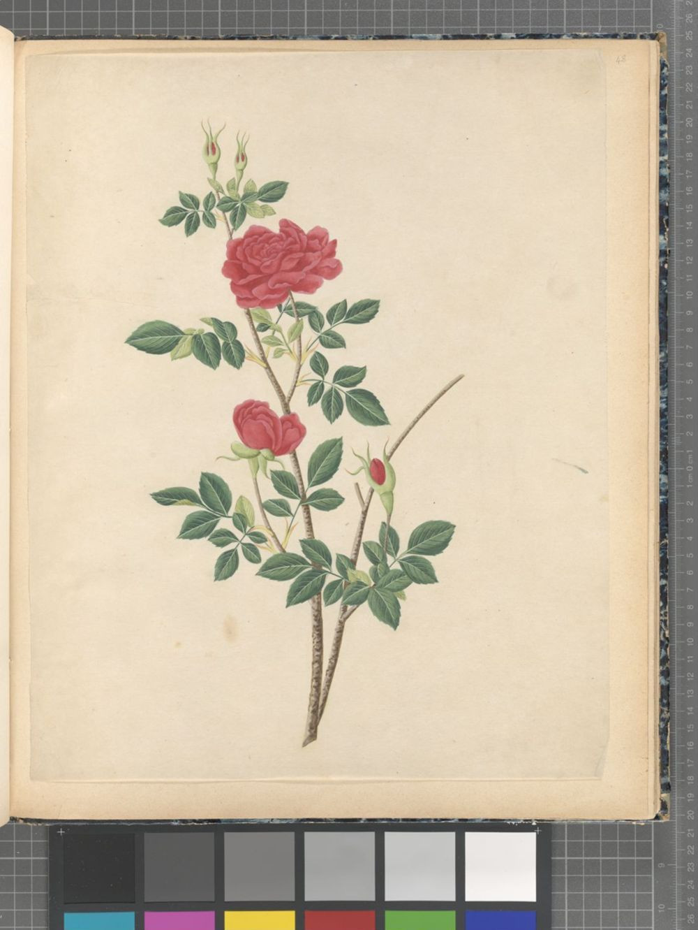 一幅19世纪月季花水彩画，红色重瓣花、花苞、枝条和绿叶绘于纸页中央，画面保留馆藏数字化的装订边、标尺与色卡