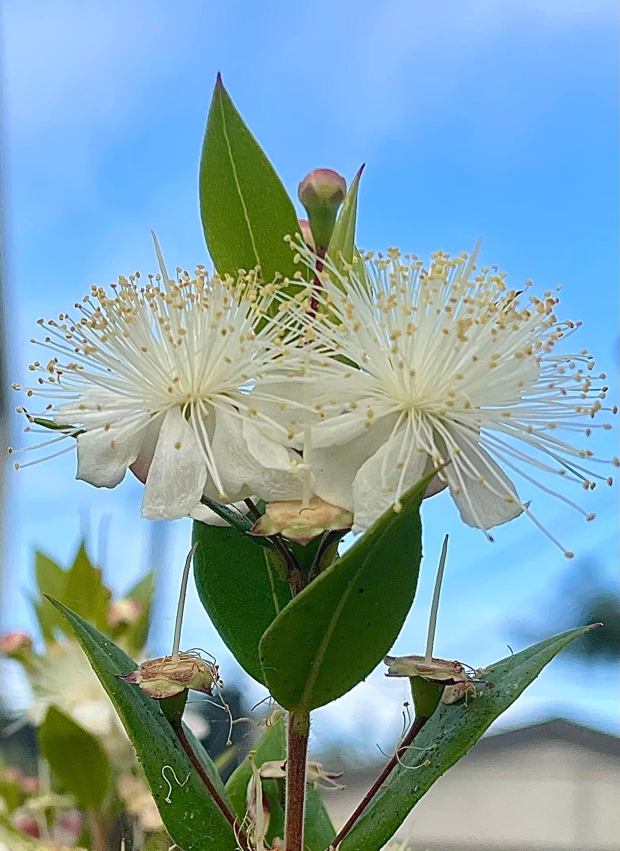现代桃金娘花朵与叶片，可见白色花瓣和细长花蕊。